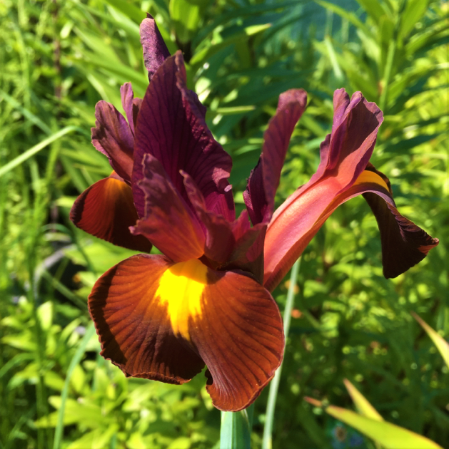 iris red ember.jpg